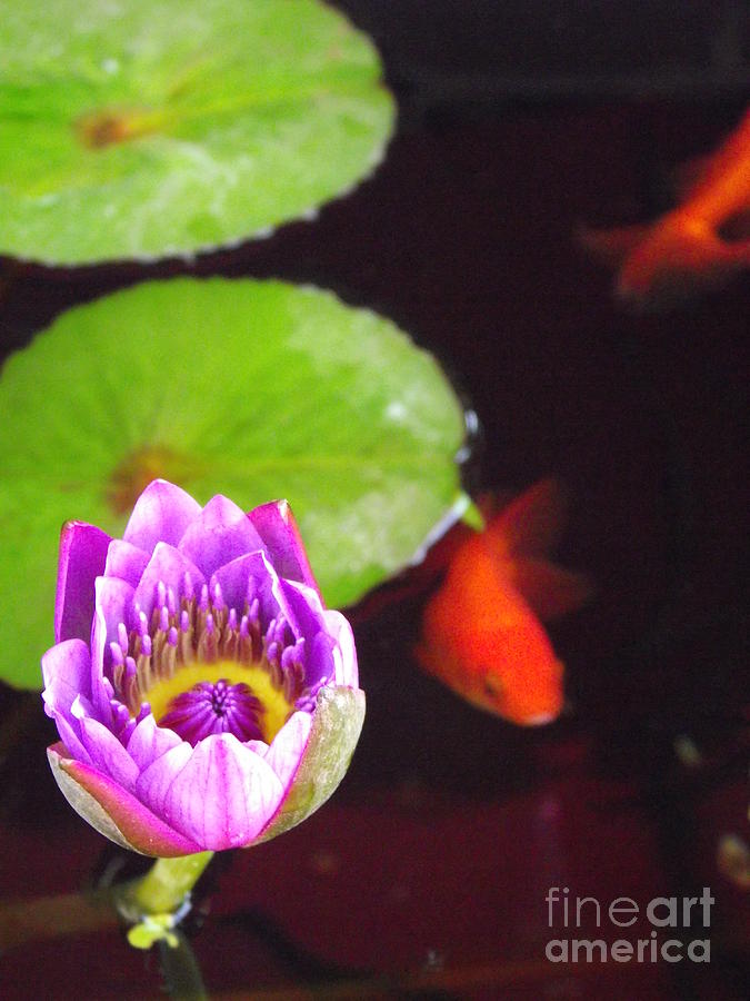 Goldfish Photograph - Water lily and goldfish by Shawna Gibson