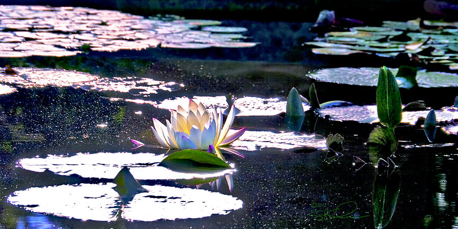 Water Lily Backlit Photograph by S Paul Sahm