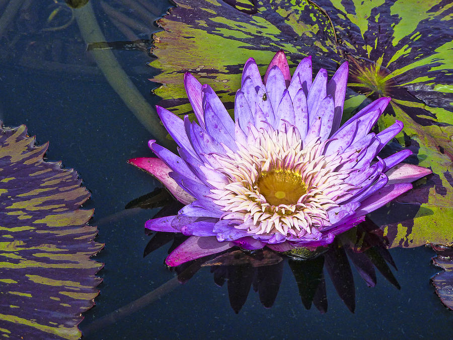 Water Lily Photograph by Betty Eich
