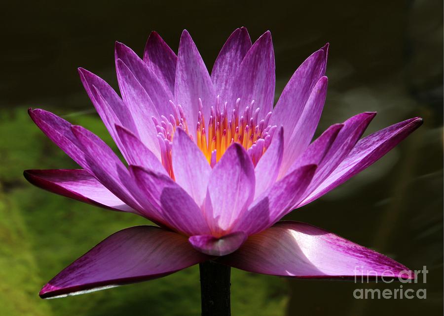 Water Lily Blossom Photograph by Sabrina L Ryan