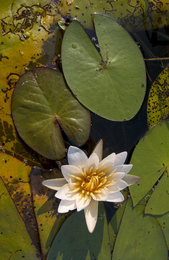 Water Lily Botswana Photograph by Piotr Naskrecki