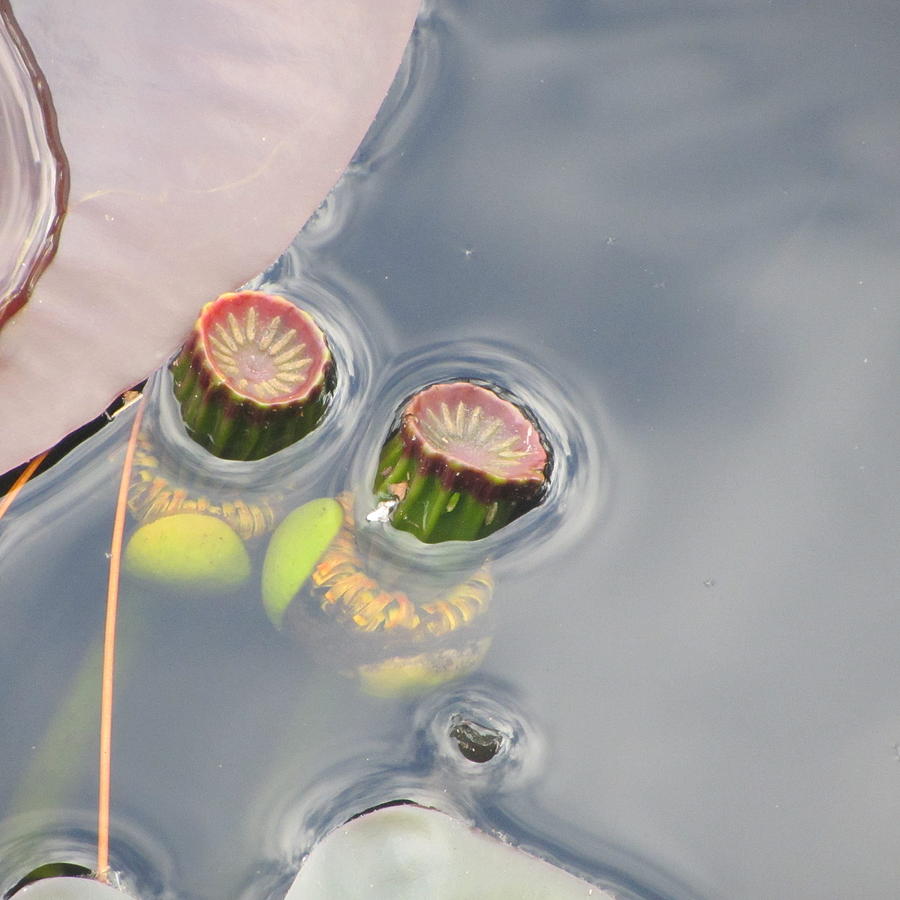 Spring Photograph - Water Lily Buds by Cathy Lindsey