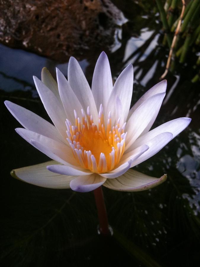 Water Lily Photograph by Carol Sweetwood