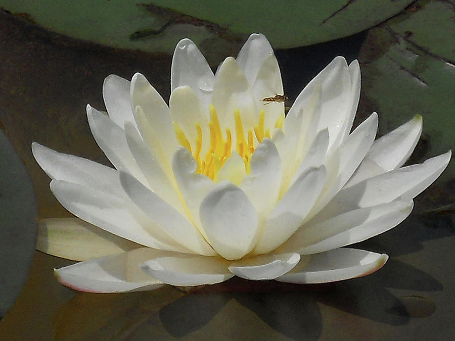 Flowers Still Life Photograph - Water Lily Closeup  William Kaluta Photography by William Kaluta 