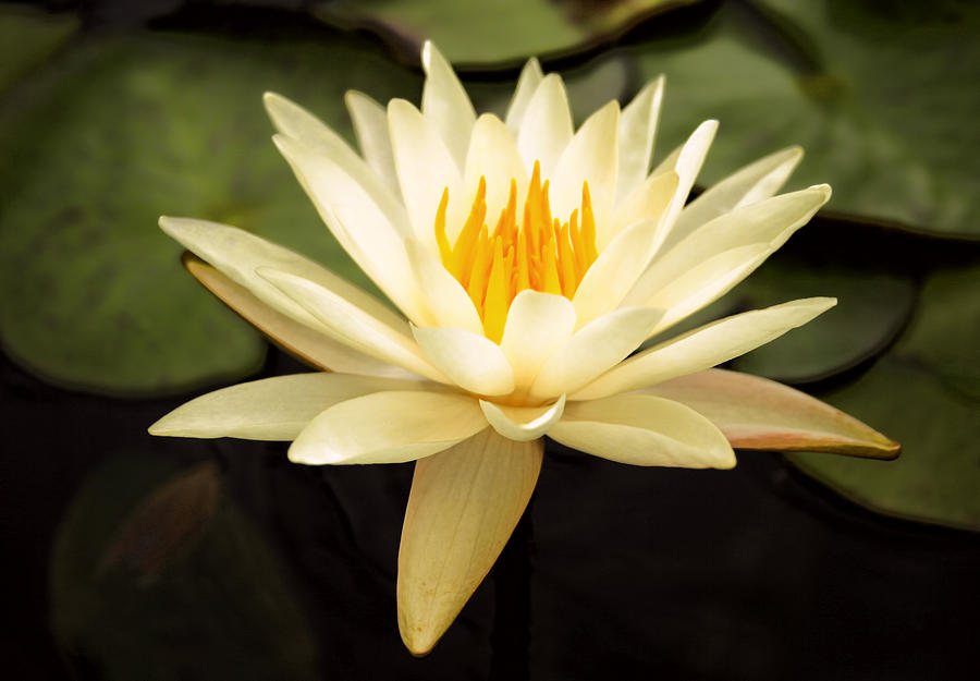 Spring Photograph - Water Lily by Darren Fisher
