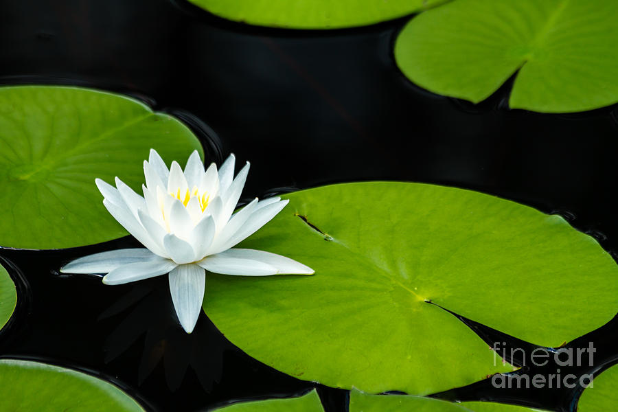 Water Lily and Lily Pads Photograph by Dawna Moore Photography