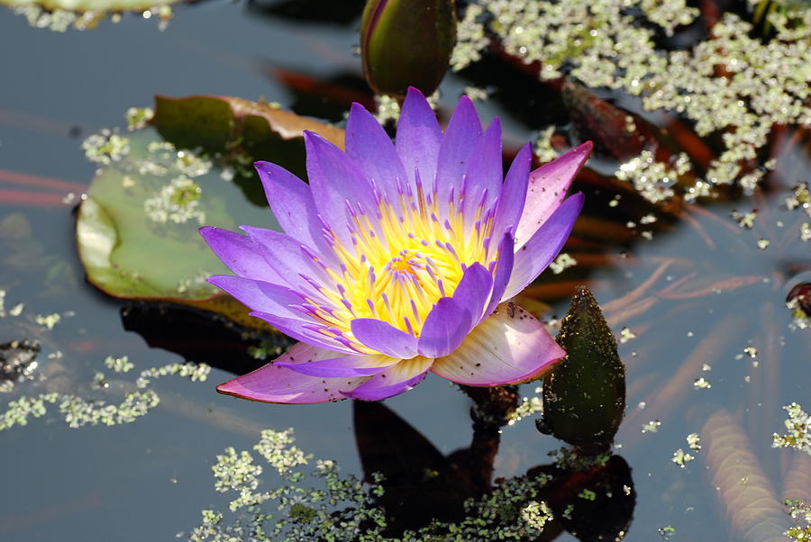 Water Lily Photograph by Don Wright