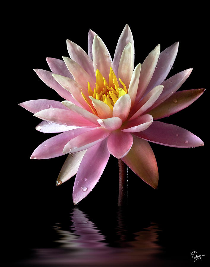 Water Lily Photograph by Endre Balogh