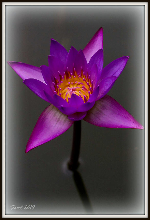 Water Lily Photograph by Farol Tomson