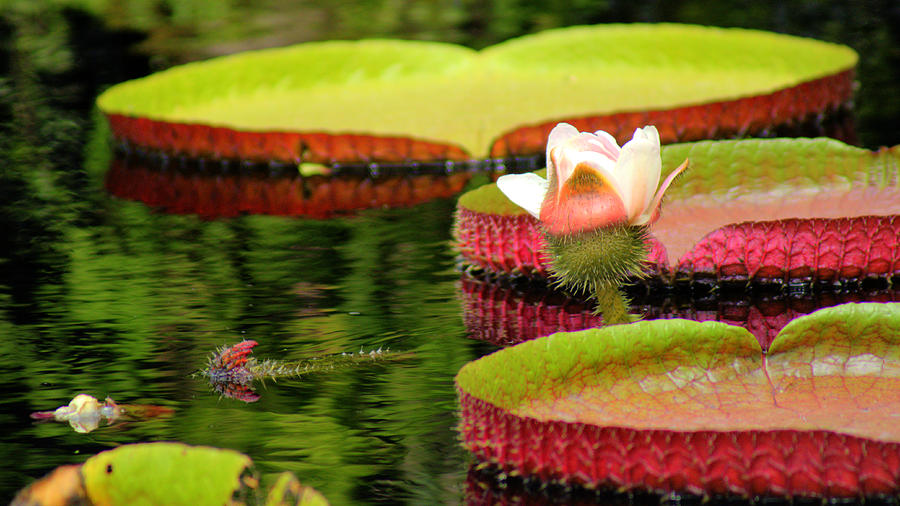 Nature Photograph - Water Lily II by Dieter  Lesche