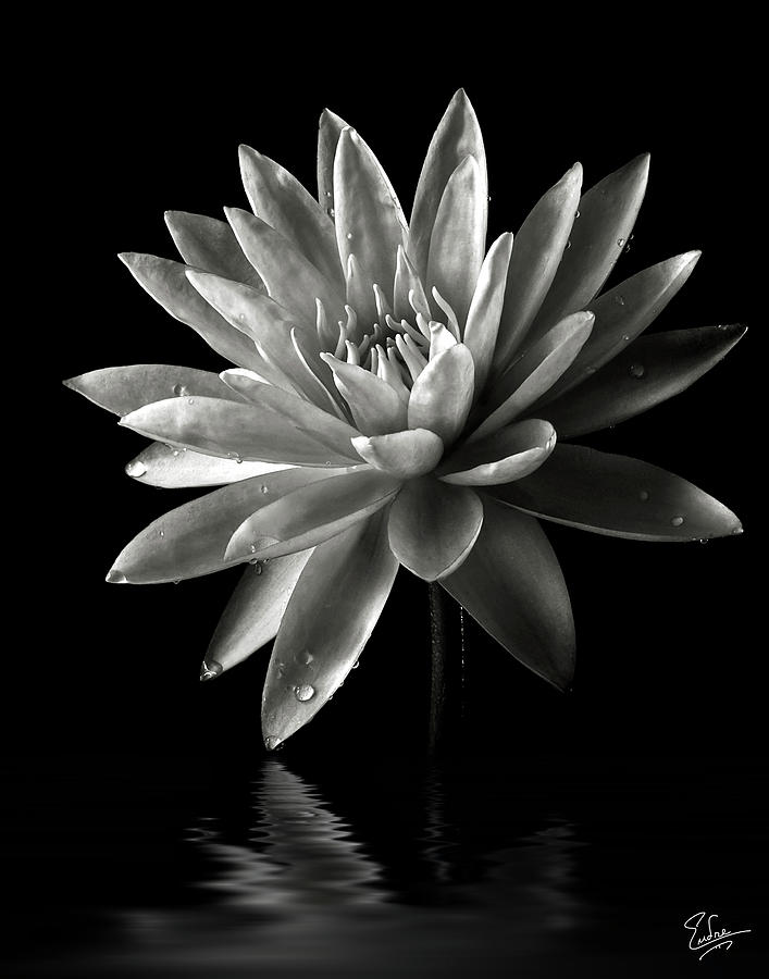 Water Lily in Black and White Photograph by Endre Balogh