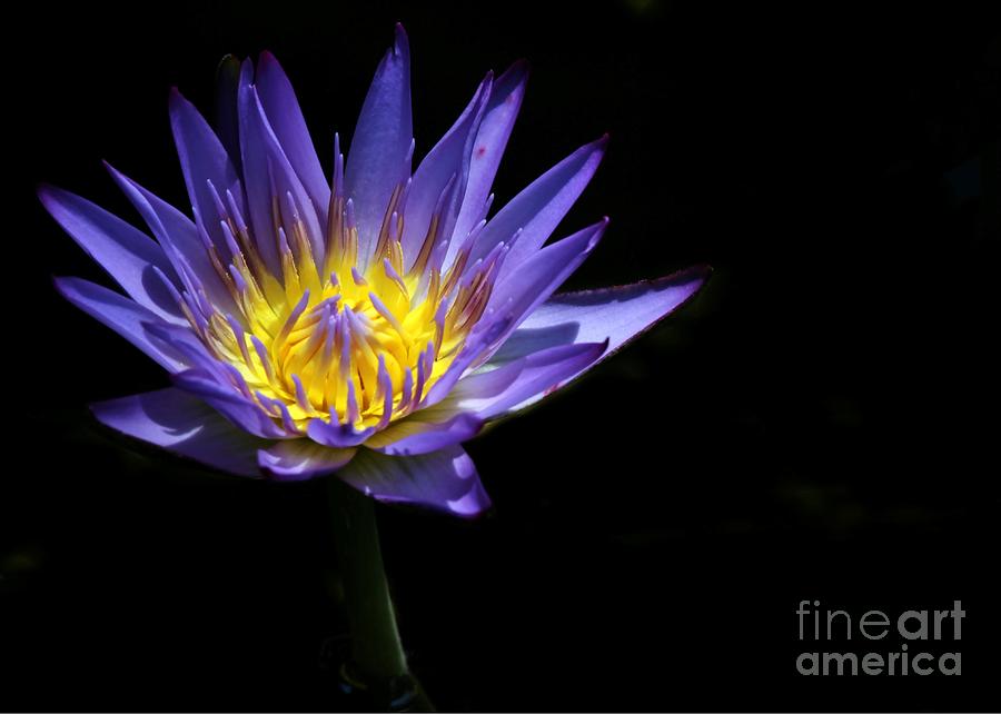 Water Lily in the Spotlight Photograph by Sabrina L Ryan