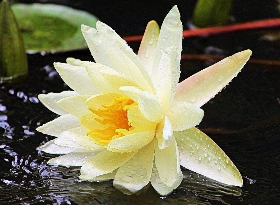 Water Lily in White Photograph by Elizabeth Budd
