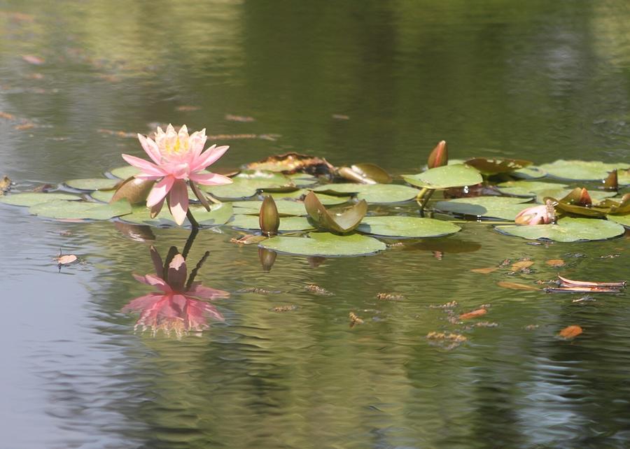 Water Lily  Photograph by Jeanne Juhos