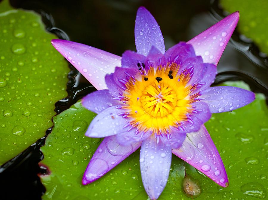 Lily Photograph - Water lily by Johan Larson