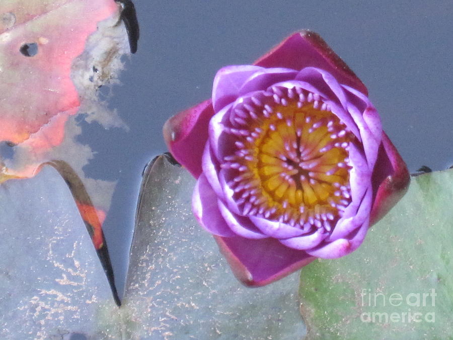 Water Lily Photograph by Judith Hochroth