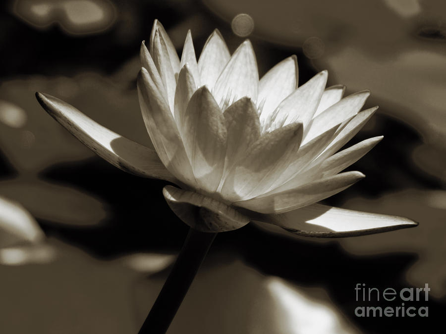 Water Lily Photograph by Karen Lewis