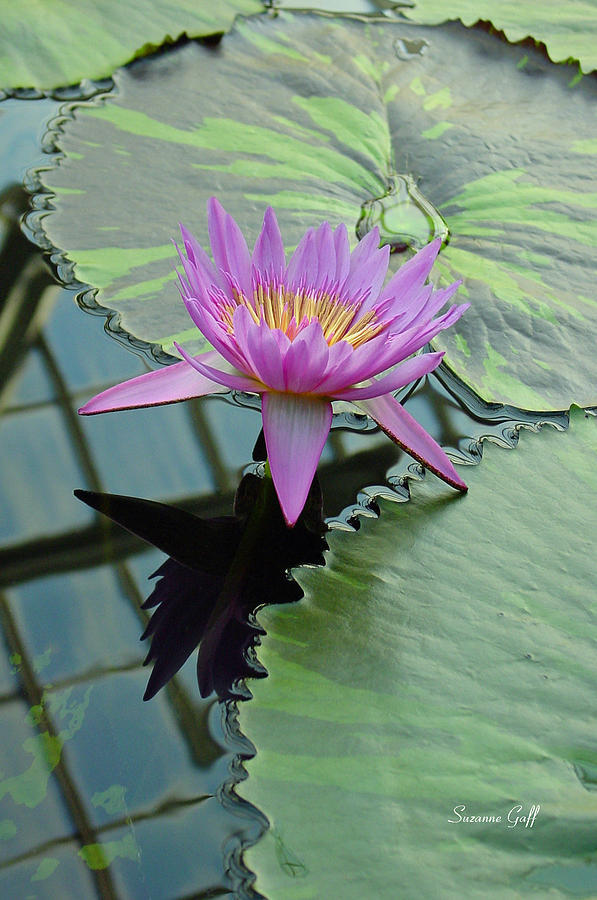 Water Lily Land I Photograph by Suzanne Gaff