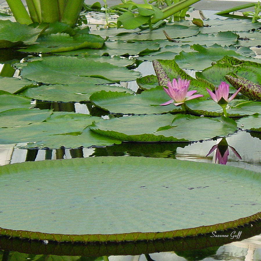 Lily Photograph - Water Lily Land II by Suzanne Gaff