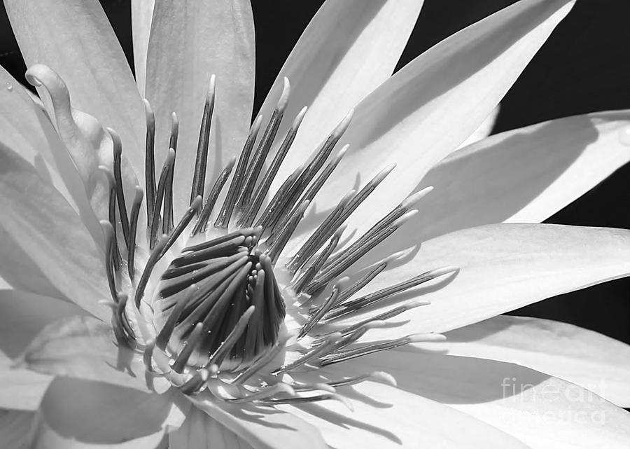 Water Lily Macro in Black and White Photograph by Sabrina L Ryan