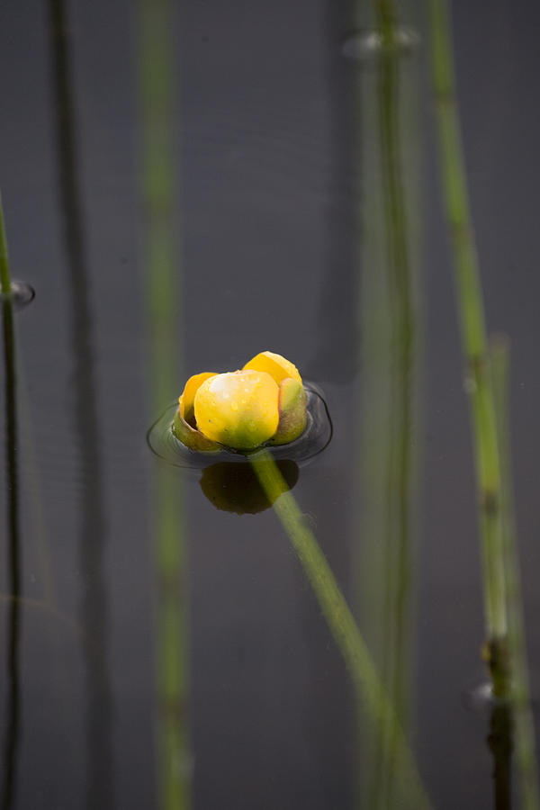 Water Lily Photograph by Mark Duffy