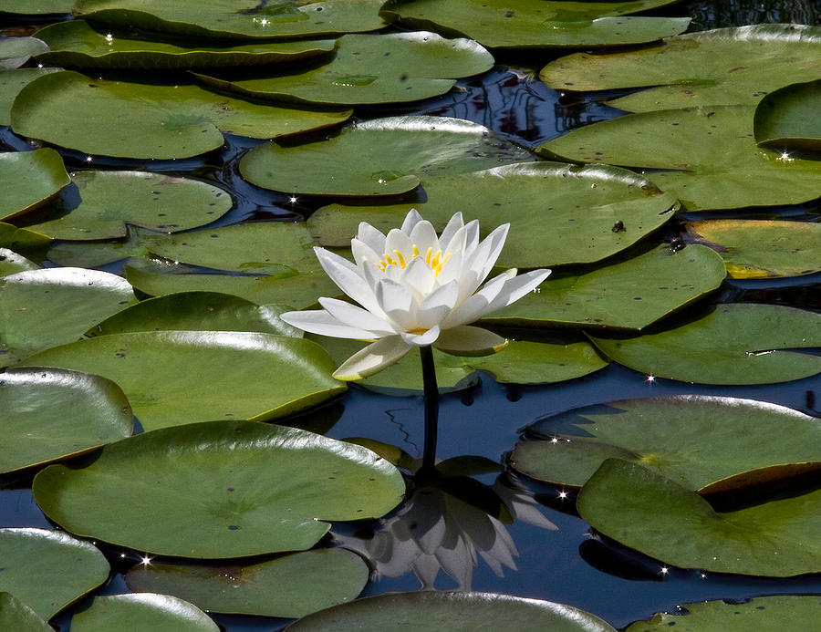 Water Lily Photograph by Michael Friedman