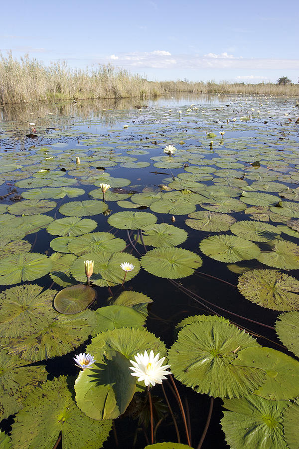 Water Lily Nymphaea Sp Flowering Photograph by Matthias Breiter