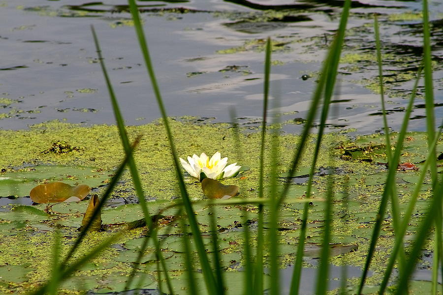 Water Lily on the River Photograph by Christina A Pacillo
