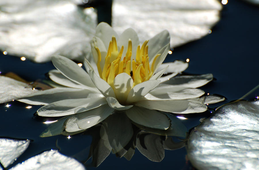 Water Lily  Photograph by Peter DeFina