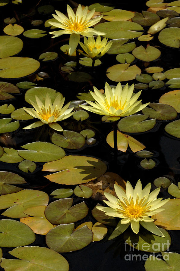 Water Lily Pond Photograph by Bob Christopher