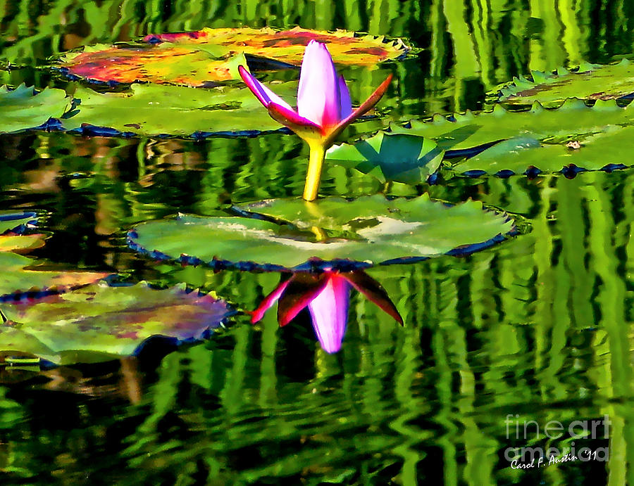 Water Lily Pond Garden Impressionistic Monet Style WALL ART Photograph by Carol F Austin