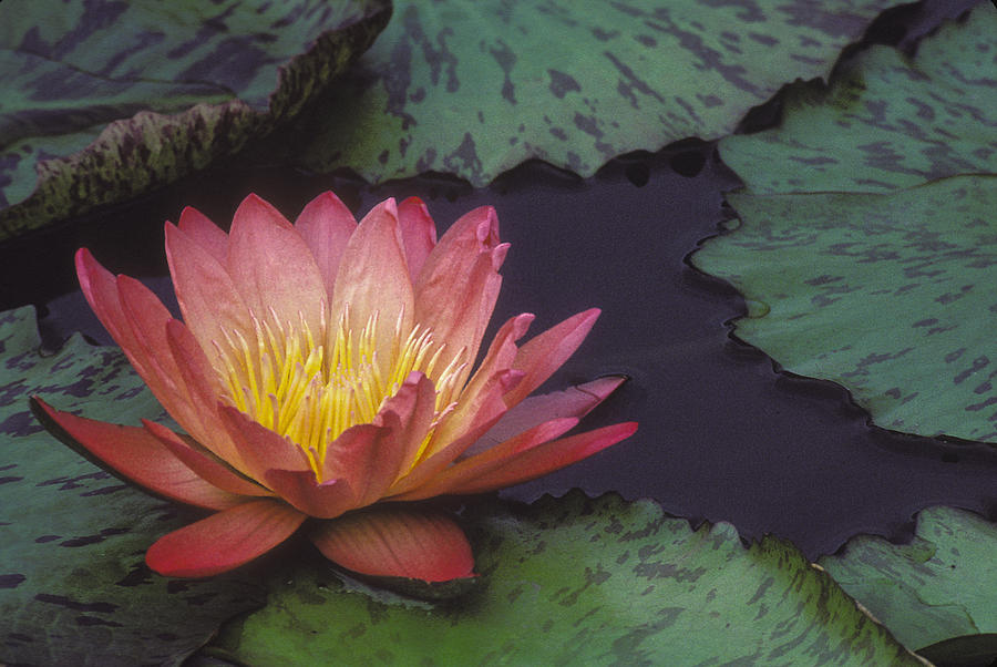 Water lily by Ralph Fahringer Water lily by Ralph Fahringer