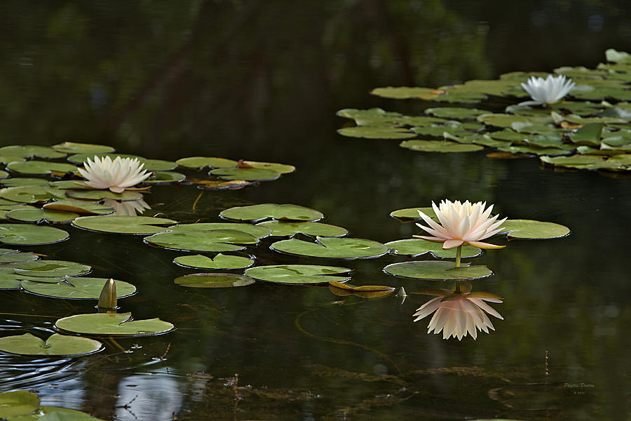 Water Lily Reflection  Photograph by Phyllis Denton