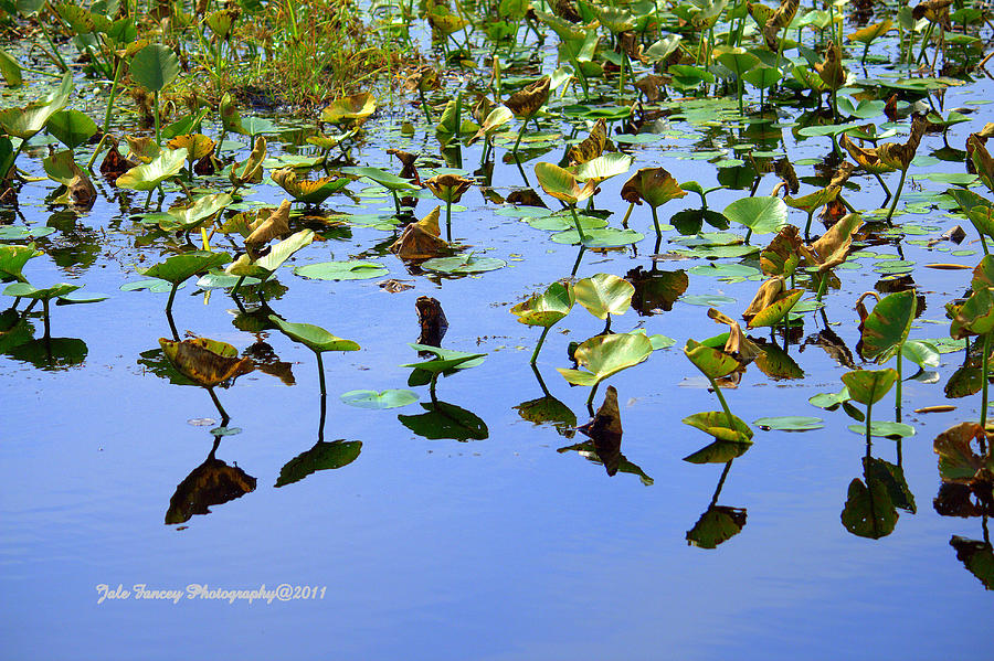 Water Lily Reflections Photograph by Jale Fancey
