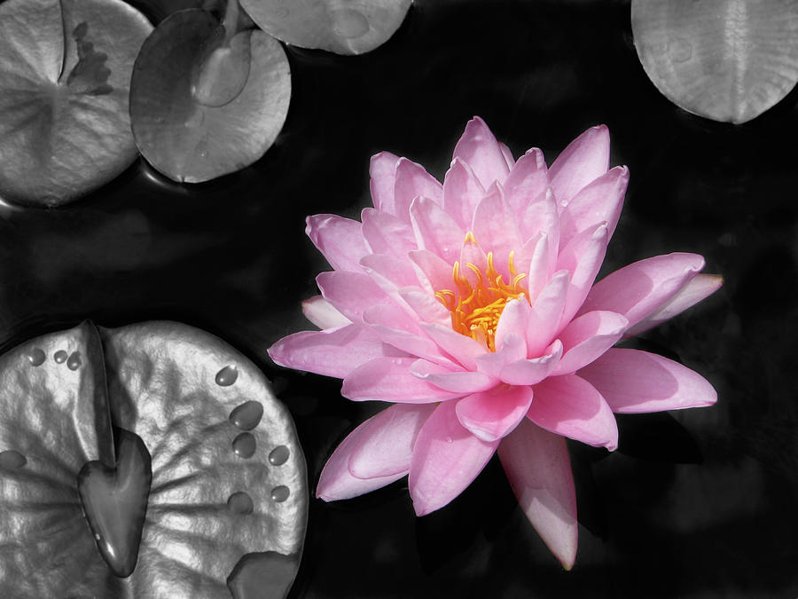 Water Lily Photograph by Rudy Umans