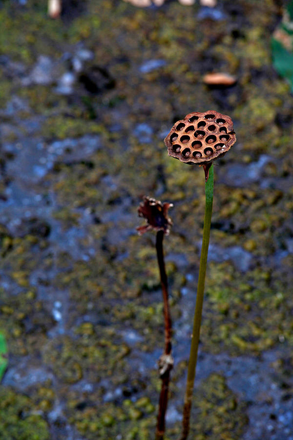 Water Lily Seed Pod Photograph By Charrie Shockey   Water Lily Seed Pod Charrie Shockey 