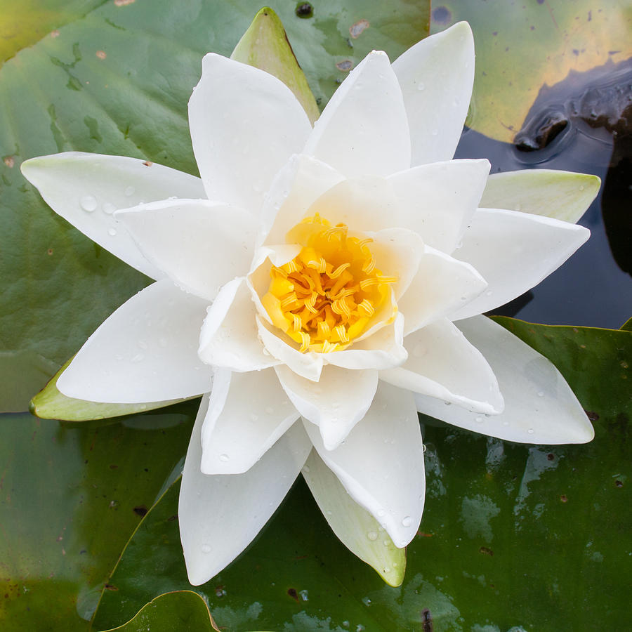 Water Lily Photograph By Semmick Photo Fine Art America