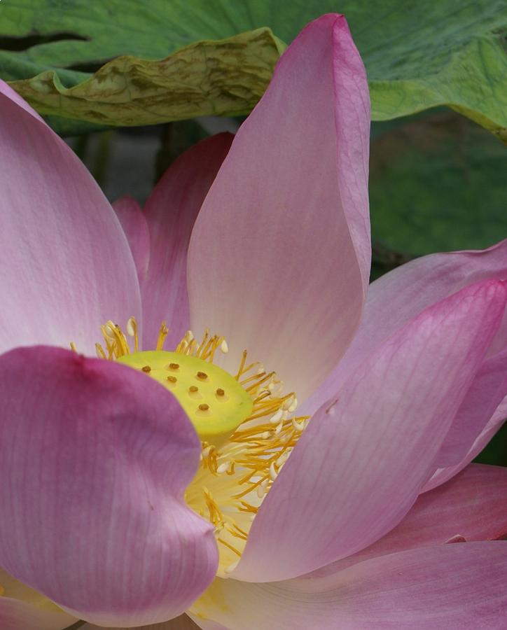 water-lily-shower-head-photograph-by-gregory-smith-fine-art-america