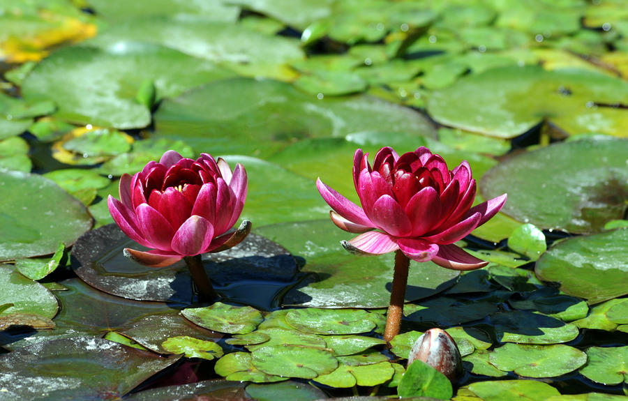 Water Lily Sisters Photograph by Catherine Lau