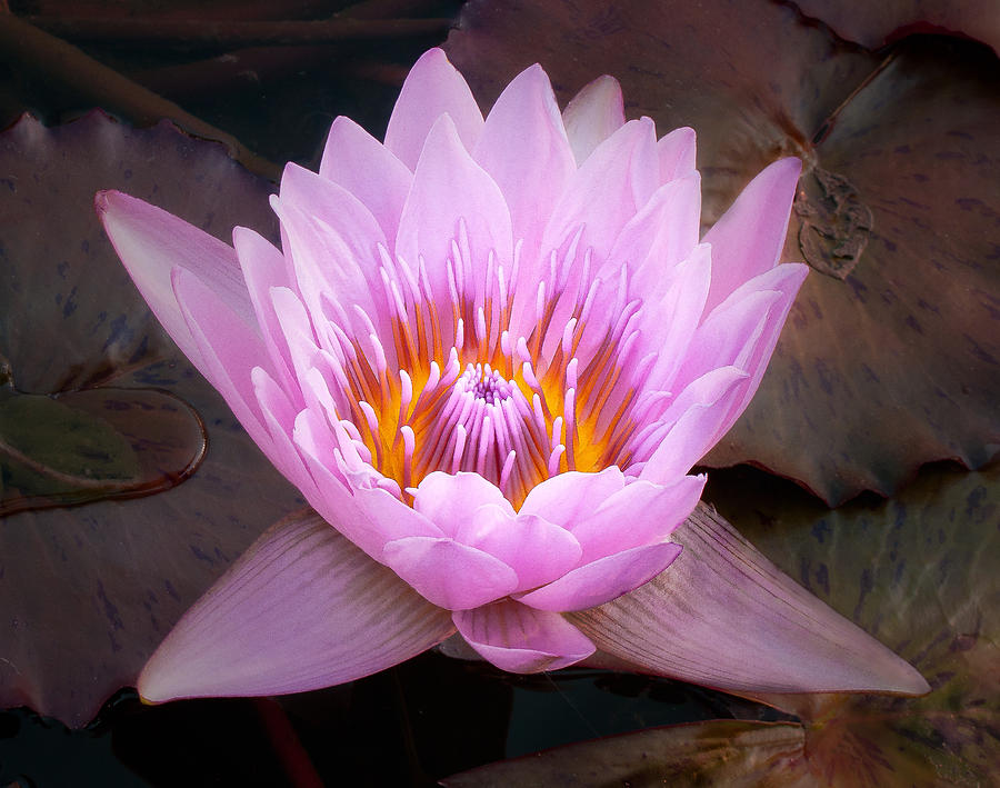 Water Lily Photograph by Steve Zimic