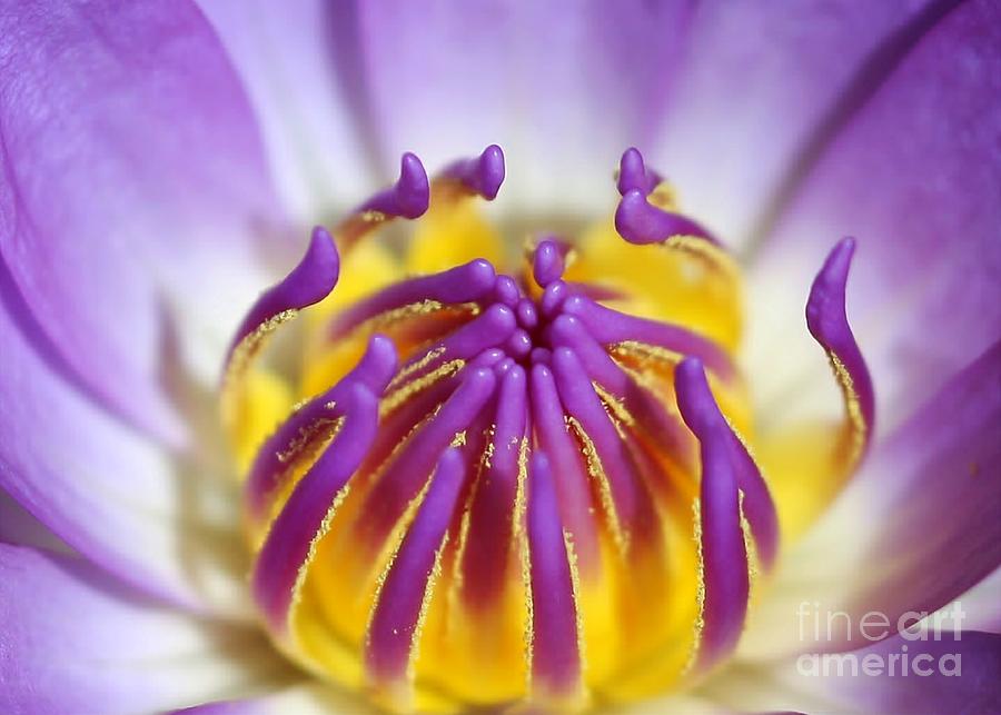 Flower Photograph - Water Lily Sticky Fingers by Sabrina L Ryan