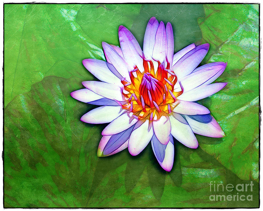 Water Lily Study Photograph by Judi Bagwell