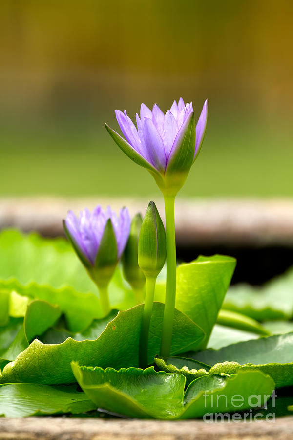 Water lily Photograph by Tosporn Preede