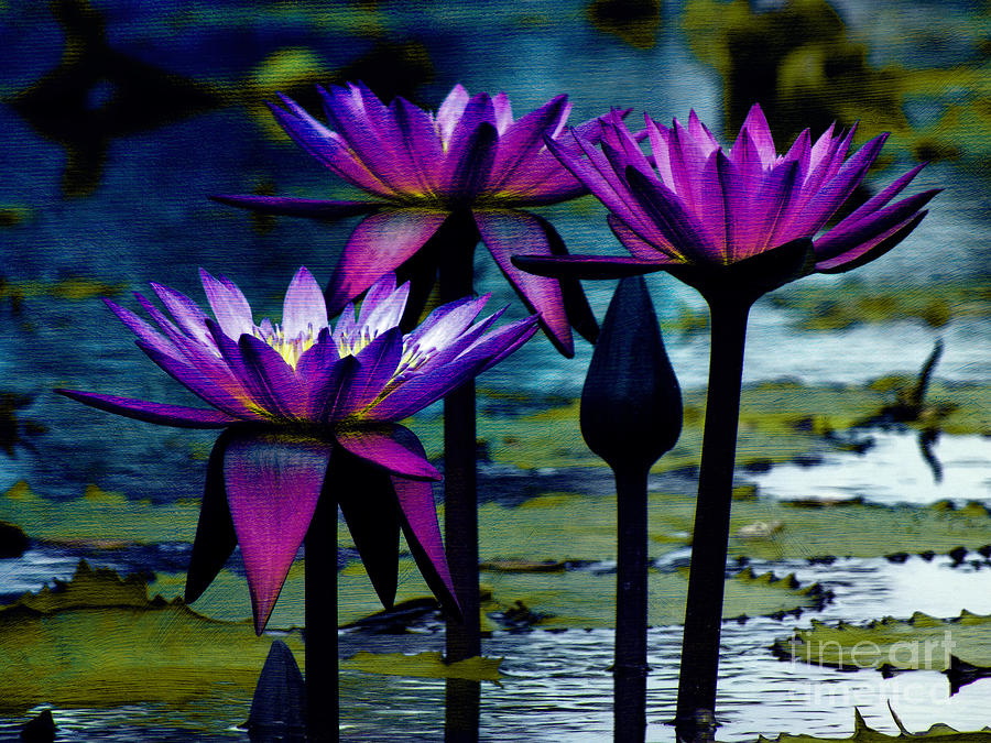 Water Lily Trio Photograph by Karen Lewis