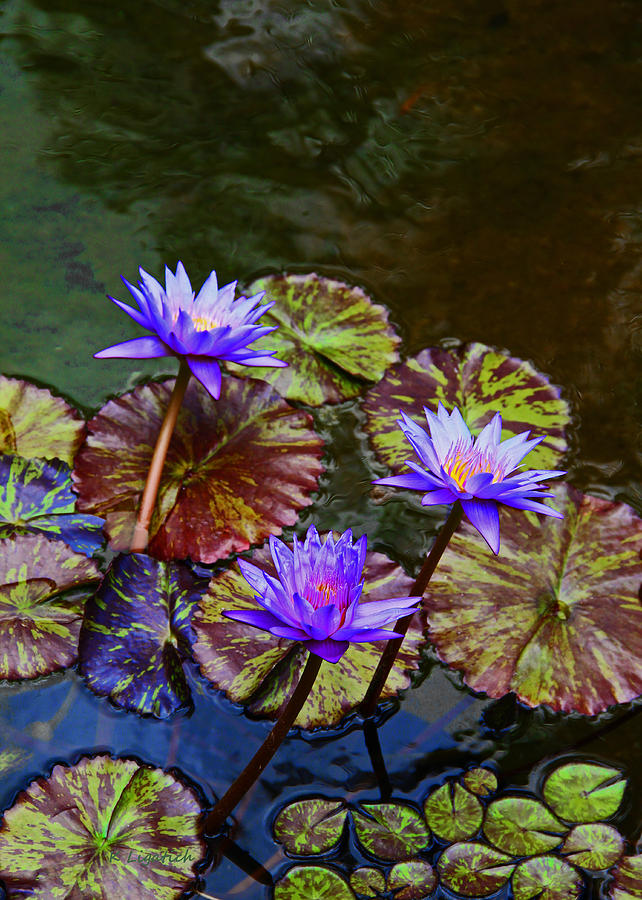 Water Lily Trio Photograph by Kerri Ligatich