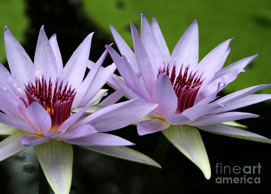 Water Lily Twins Photograph by Sabrina L Ryan