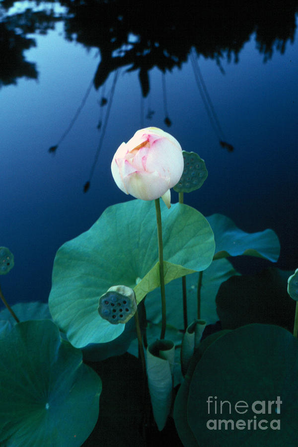 Water Lily Photograph by Vilas Malankar