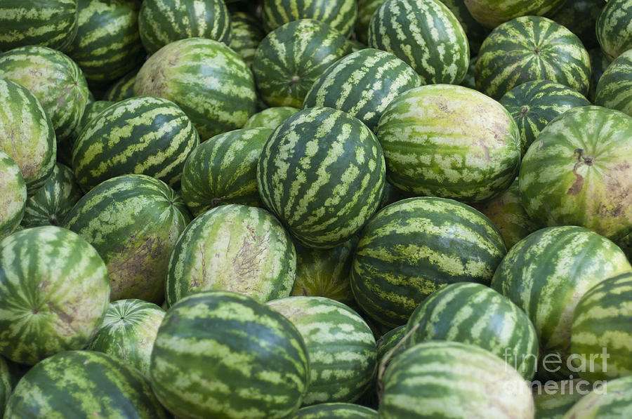 Water melons Photograph by Andrew  Michael