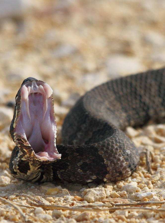 Water Moccasin 2 Photograph by Andrew McInnes