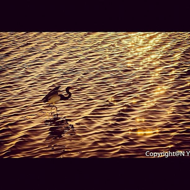 Egret Photograph - #water #reflection #twilight by Naveen Yellappa